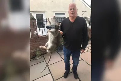 В Британии пенсионер поймал гигантскую полуметровую крысу - Газета.Ru |  Новости