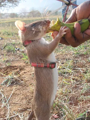 Гигантская Африканская сумчатая крыса - они способны вынюхивать мины, а так  же туберкулез у людей. | Пикабу