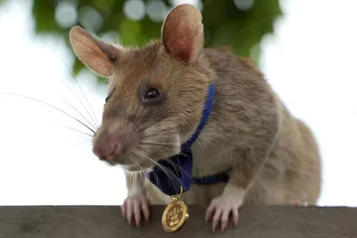 Гигантская крыса награждена медалью за обнаружение мин в Камбодже -  Российская газета
