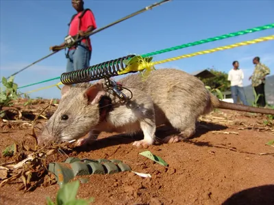 Гигантская скача крыса стоковое фото. изображение насчитывающей уникально -  48794010