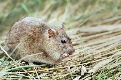 Крысы-гиганты с Соломоновых островов впервые попали в объектив камер