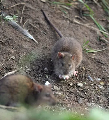 Гигантская крыса, обнаруженная в канализации, шокировала бригаду рабочих  (ФОТО, ВИДЕО): читать на Golos.ua