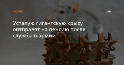 Гигантская крыса-сапер получила медаль за храбрость: она нашла десятки мин  - ForumDaily