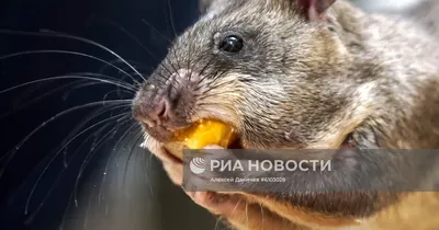 Гигантская крыса воровала конфеты у жителей поселка в Тверской области -  KP.RU