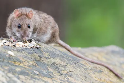 Жуткая гигантская крыса попадает в фотоловушку