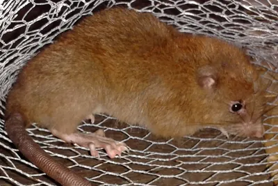 Гигантские хомяковые крысы становятся незаменимыми помощниками людей —  Новости мира сегодня NTDНовости мира сегодня NTD