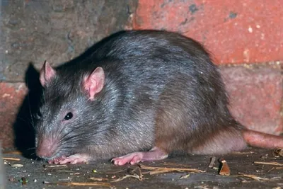 В России поймали гигантскую крысу. Фото - новости России