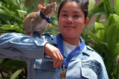 Из «мыши» вырос до гигантских размеров: боец ВСУ откормил крысу-рекордсмена  (фото, видео)