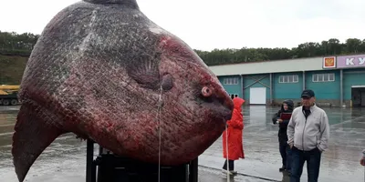 На Курилах рыбаки поймали гигантскую рыбу-луну. Ее вес — 1100 килограмм -  Афиша Daily