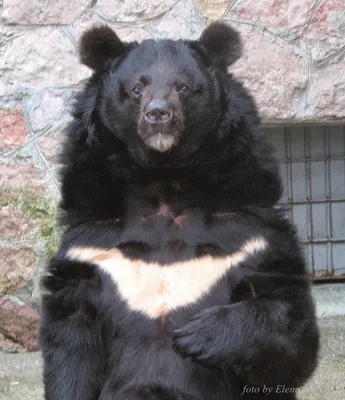 Гималайский белогрудый медведь | Пикабу