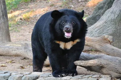 Гималайский медведь сбежал из питомника под Петербургом - Российская газета