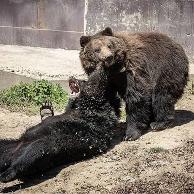 Как живет белогрудый медведь | ВКонтакте