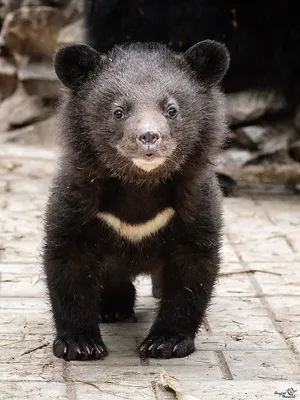 Гималайский медведь — Зоопарк Садгород