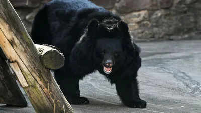 Обои Гималайский медведь Животные Медведи, обои для рабочего стола,  фотографии гималайский медведь, животные, медведи, хищник, гималайский,  чёрный, медведь Обои для рабочего стола, скачать обои картинки заставки на  рабочий стол.