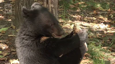 Малайский медведь — Википедия