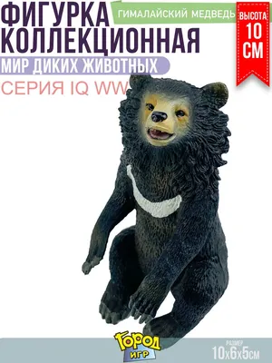 Гималайский медведь греется на солнце - Медведь дня - Блоги - Sports.ru
