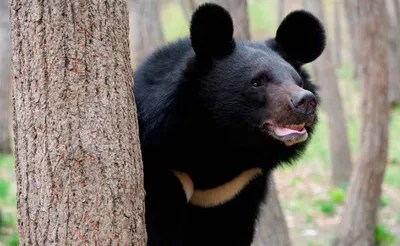 Гималайский медведь обитает в одиночестве | Asiatic black bear, Bear  species, Black bear