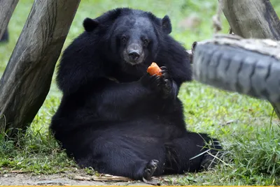 В Приморье гималайский медведь исполнил первый после зимней спячки танец  весны - KP.RU