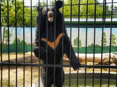 Гималайский медведь появился в нижегородском «Лимпопо» | Информационное  агентство «Время Н»