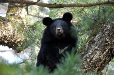 Черный гималайский медведь в Приморской тайге Stock-Foto | Adobe Stock