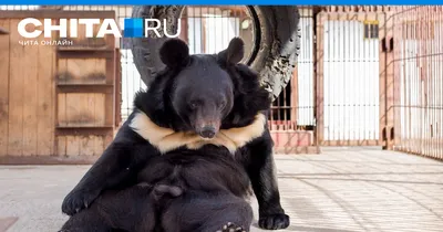 Гималайский медведь в пензенском зоопарке ушел в зимнюю спячку