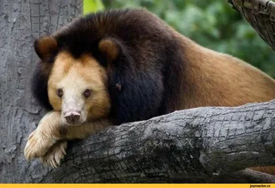 Гималайский медведь Харитон из Челябинского зоопарка ушел на пенсию │  Челябинск сегодня