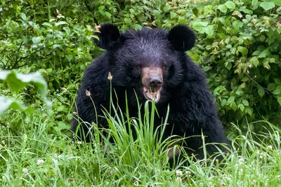 Гималайский медведь в индийском зоологическом парке Стоковое Изображение -  изображение насчитывающей когти, черный: 130924663