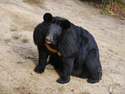 Гималайский медведь — Зоопарк Садгород