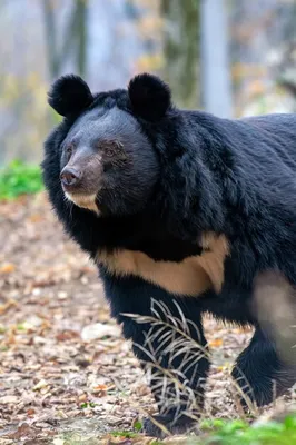 Каждый медвежонок — личность». Как российские ученые растят медвежат-сирот  и возвращают их в дикие леса — Нож