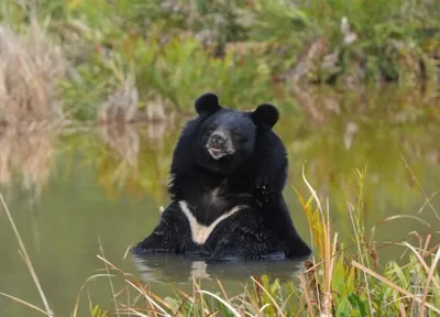 Животные Индии гималайский медведь …» — создано в Шедевруме