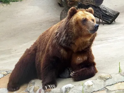 В Гродненском зоопарке впервые родился малыш гималайского медведя (+видео)