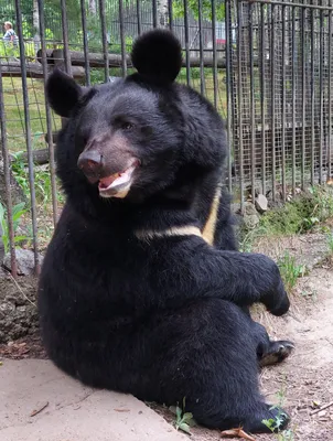 Умер медведь Жора, переехавший из Читы в барнаульский зоопарк - 3 января  2023 - chita.ru