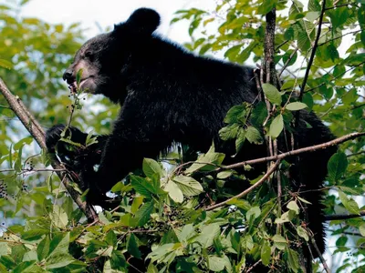 Гималайский медведь — Фото №245806