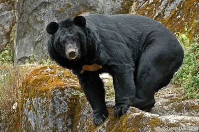 Гималайский медведь в лесу, Приморский край фотография Stock | Adobe Stock