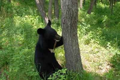9 интересных фактов из жизни белогрудого гималайского медведя | Приключения  натуралиста | Дзен