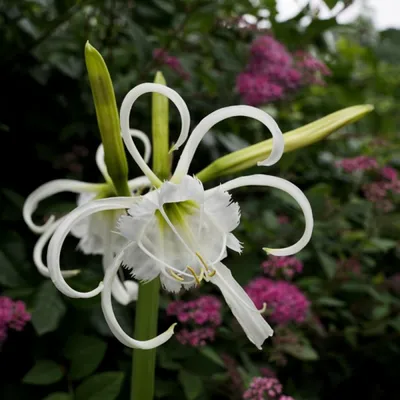 Гименокаллис (Hymenocallis) купить с доставкой по Беларуси \"BuonRoza \"