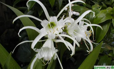 Гименокаллис карибский (Hymenocallis caribaea) — описание, выращивание,  фото | на LePlants.ru