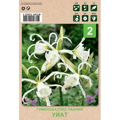 Гименокаллис — Hymenocallis описание и уход на FloralWorld.ru