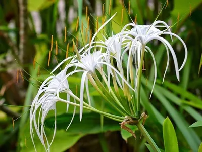 Гименокаллис (Hymenocallis) | Домашние цветы | Дзен