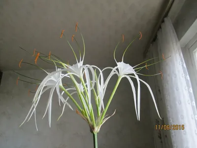 Коллекции растений ЦСБС СО РАН - Hymenocallis speciosa (L.f. ex Salisb.)  Salisb. – Гименокаллис великолепный, Панкраций прекрасный