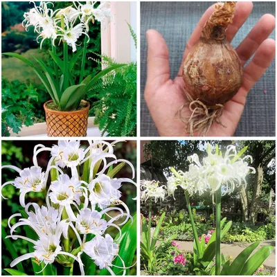 Коллекционный объект БСИ ДВО РАН: Hymenocallis latifolia (Гименокаллис  широколистный)