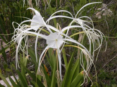 Hymenocallis littoralis (Jacq.) Salisb., Гименокаллис прибрежный (World  flora) - Pl@ntNet identify