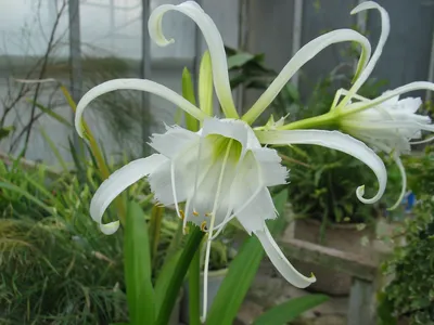 Коллекции растений ЦСБС СО РАН - Hymenocallis x festalis Hort. ex Schmarse  – Гименокаллис ранний (синоним Ismene × deflexa Herb.)