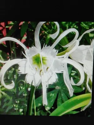 Гименокаллис Пляж Гименокаллис Hymenocallis Littoralis — стоковые  фотографии и другие картинки Без людей - iStock