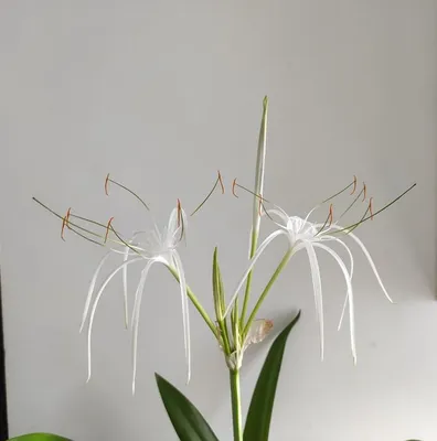 Гименокаллис Специоза (Hymenocallis speciosa)