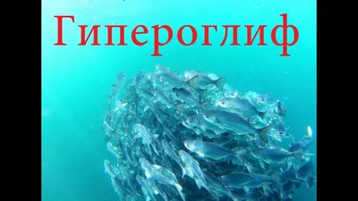 Неправильный гипероглиф. | Рыбалка в Приморье | Клуб рыбаков ЛЕФУ