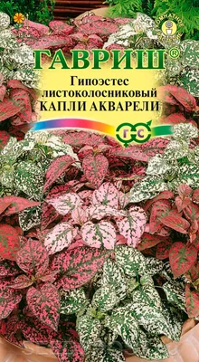 Выращивание гипоэстеса в домашних условиях | Экзотические цветы, Комнатные  растения, Растения