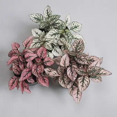 Гипоэстес - «Гипоэстес Красный мрамор - очень красивое  декоративно-лиственное растение. Выращиваю из семян.» | отзывы