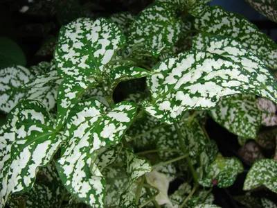 Гипоэстес (Hypoestes) — описание, выращивание, фото | на LePlants.ru