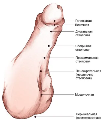 Клиника андрологиии в Москве. Консультации лучших андрологов-хирургов